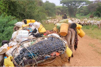 Pastoralism